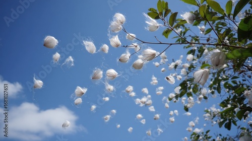 White seed pods flying in a clear blue sky