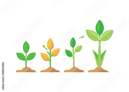 Plant growth stages isolated on a white background