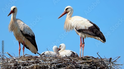 Two adult white storks stand guard over their two chicks in a large nest against a clear blue sky.
