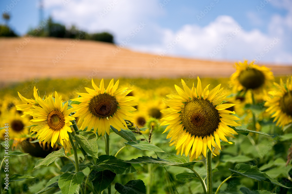 Fototapeta premium Sunflowers Flourish in a Piedmontese Field, Italy