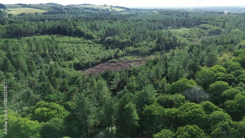 Scenic aerial drone perspective of Delamere Forest treetops and trails.