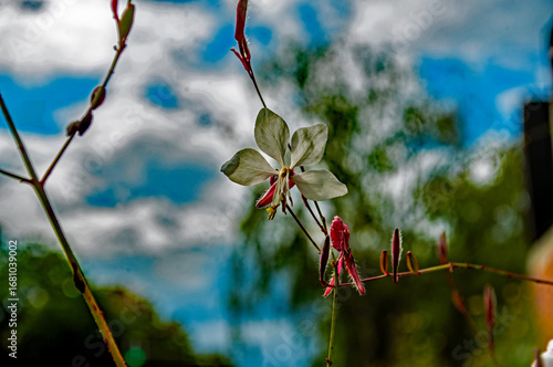 Wallpaper Mural Ganz nah dran an einer Blüte Torontodigital.ca