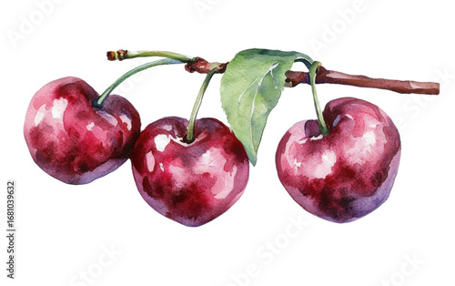 Cherry watercolor isolated on white background, png