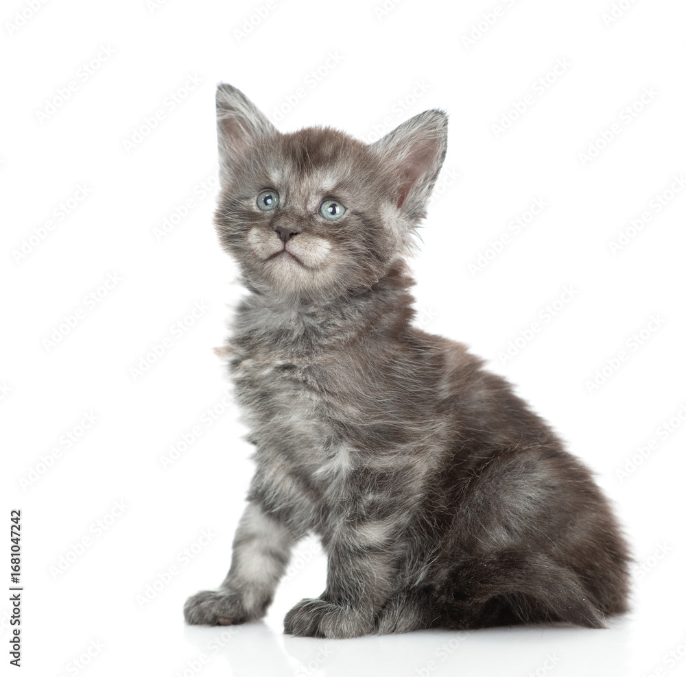 Obraz premium Cute young maine coon kitten sitting in side view and looking at camera. isolated on white background