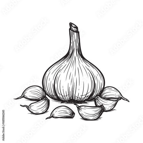 Hand drawn illustration of a garlic bulb with cloves isolated on white background