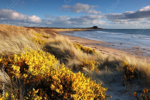 East Lothian s Yellowcraig beach facing The Lamb under winter sun features sea buckthorn stabilizing the dunes