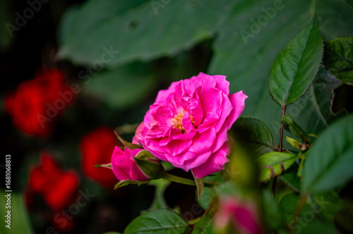 Wallpaper Mural Rosa Rose im Garten Torontodigital.ca