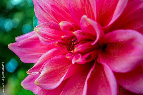 Wallpaper Mural Nahaufnahme einer pinken Dahlie Torontodigital.ca