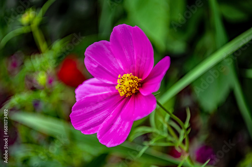 Wallpaper Mural Leuchtend pinke Cosmea Blüte Torontodigital.ca