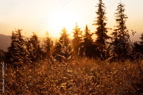 Glowing sun above horizon lighting pine forest in Rhodope mountains symbolizing calm harmony wellness tourism travel inspiration meditation backgrounds eco-friendly sustainable nature aerial scene