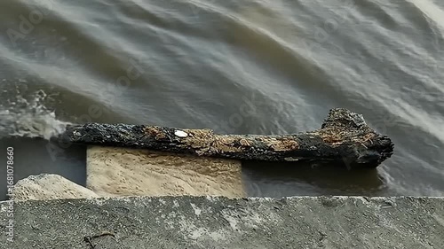 Sunken Treasure? A weathered log rests near the shore, partially submerged in the murky water.