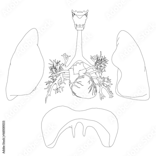 Black and white contour drawing of the human respiratory system, featuring the lungs, trachea, heart, and diaphragm on a plain white background. This detailed anatomy illustration is a printable.