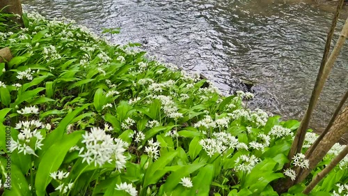 Wild garlic by the river in the forest