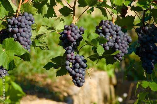 Wallpaper Mural Close-up view of grape clusters in a vineyard Torontodigital.ca