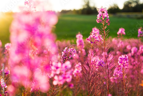 Close-up of fireweed pink flowers in meadow
