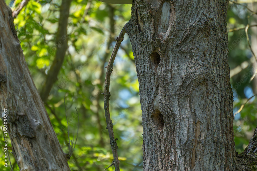 Obraz premium Close-up of tree bark with several woodpecker holes. The holes are evidence of animal activity in the forest.