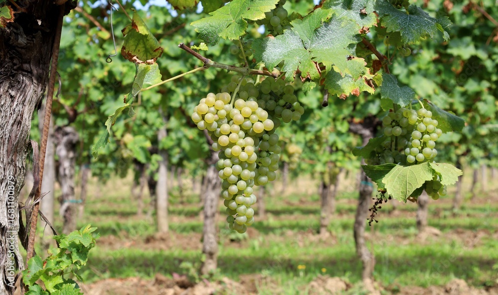custom made wallpaper toronto digitalBunch of Friulano grape ripening on vine. Row of vineyard on background.