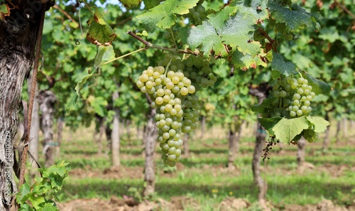 Wallpaper Mural Bunch of Friulano grape ripening on vine. Row of vineyard on background. Torontodigital.ca