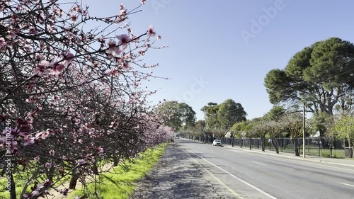 Wallpaper Mural Almond Blossoms in Willunga, Adelaide Hills, South Australia: 4K Footage of Beautiful Pink Flowers Along Aldinga Road, Australia Countryside in Spring Torontodigital.ca