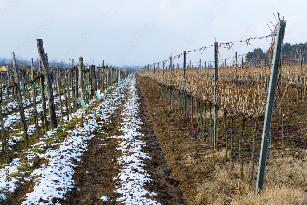 Obraz premium late winter vineyard landscape
