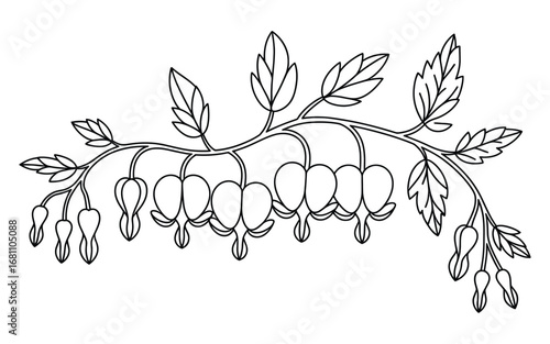 Delicate line drawing of bleeding heart flowers on a vine