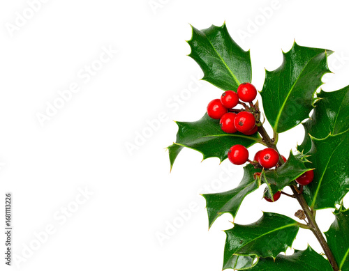 Close up of christmas holly branch with red berries and green leaves isolated image o 