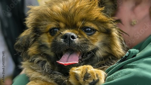 Adorable Pekingese Puppy: A Portrait of Joy