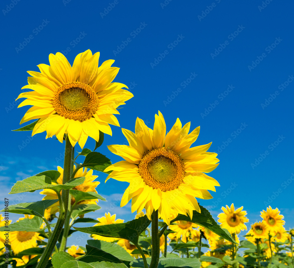 Fototapeta premium Sunflower field with cloudy blue sky