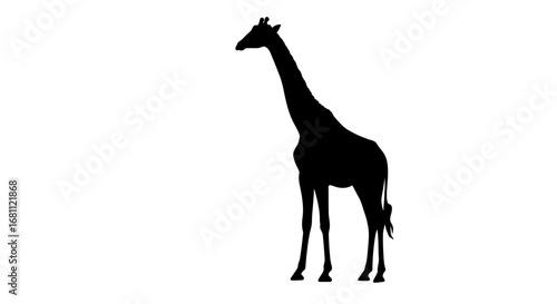 Majestic silhouette of a tall giraffe standing proudly against a clean white background