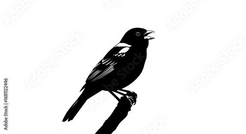 A striking black and white silhouette of a songbird perched on a branch singing its heart out