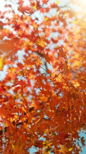 Super Slow Motion of Falling Autumn Maple Leaves against Blue Sky. Filmed on High Speed Cinema Camera, 1000 fps. Vertical Composition.