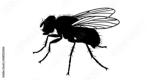 Detailed silhouette of a hairy fly with transparent wings on a white background