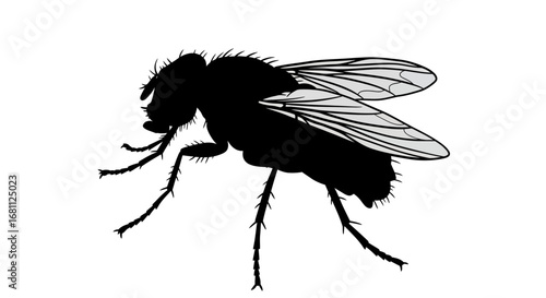 Detailed silhouette illustration of a fuzzy housefly with transparent wings and spindly legs on a white background