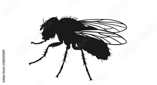 Detailed black silhouette of a common housefly with visible wings and legs against a white background