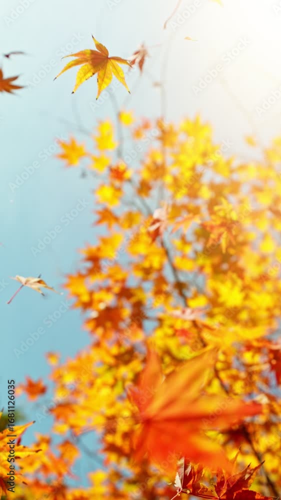 Super Slow Motion of Falling Autumn Maple Leaves against Blue Sky. Filmed on High Speed Cinema Camera, 1000 fps. Vertical Composition. Super Slow Motion of Falling Autumn Maple Leaves against Blue Sky. Filmed on High Speed Cinema Camera, 1000 fps. Vertical Composition.