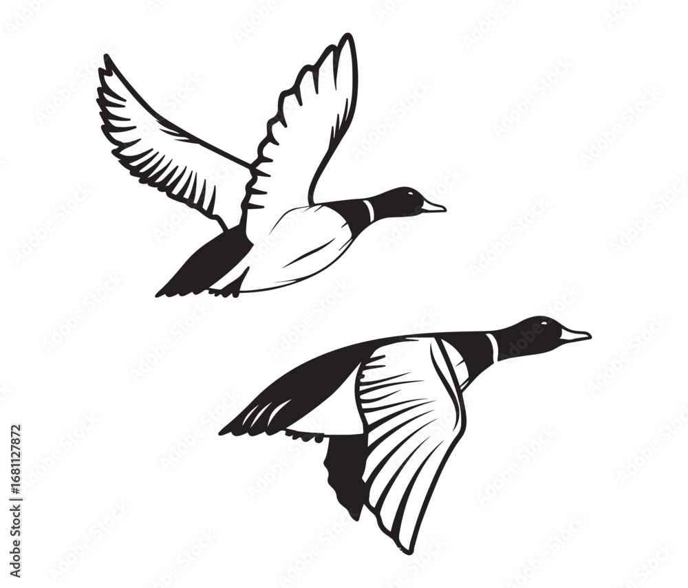 Obraz premium flying duck vector illustration, silhouette of flying duck graphic art