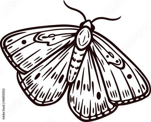 Hand drawn moth illustration with spread wings in vintage tattoo isolated on white background