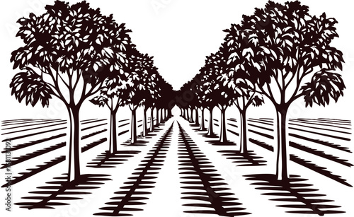 Orchard trees in symmetrical rows with bold shadows on white background, hand drawn engraved illustration