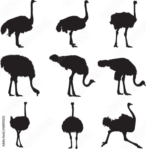 Ostrich silhouette icon vector flat design