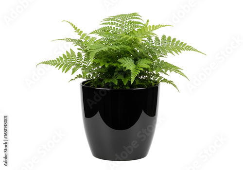 Vibrant fern plant in a sleek, glossy black planter against a stark black background.