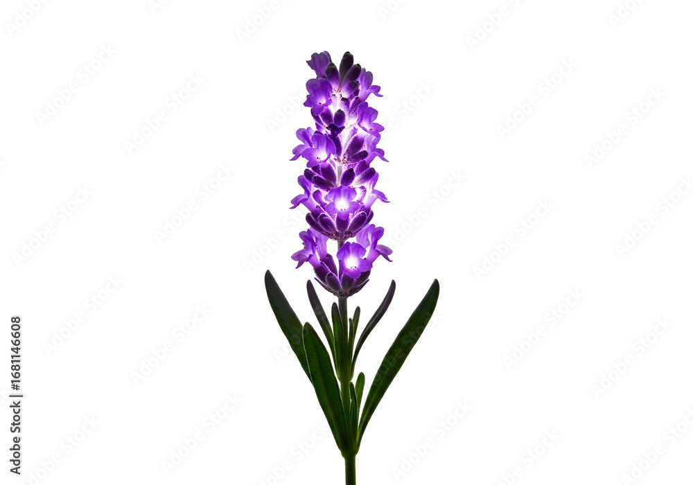 Obraz premium A vibrant purple flower cluster stands out against a stark black backdrop, illuminated with glowing centers.