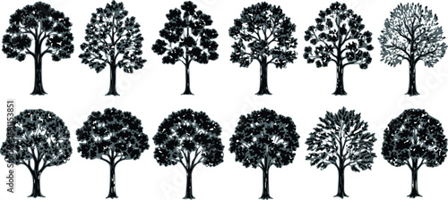 Collection of silhouetted deciduous trees in a row