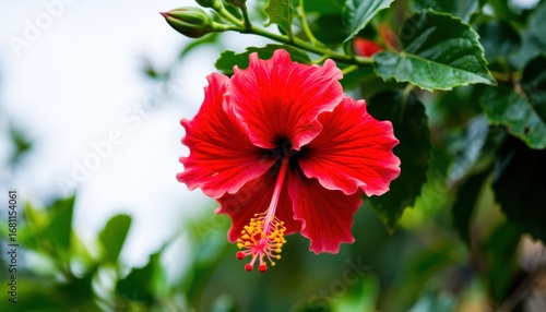 Wallpaper Mural Vibrant red hibiscus flower in bloom tropical garden nature photography close-up view botanical beauty Torontodigital.ca