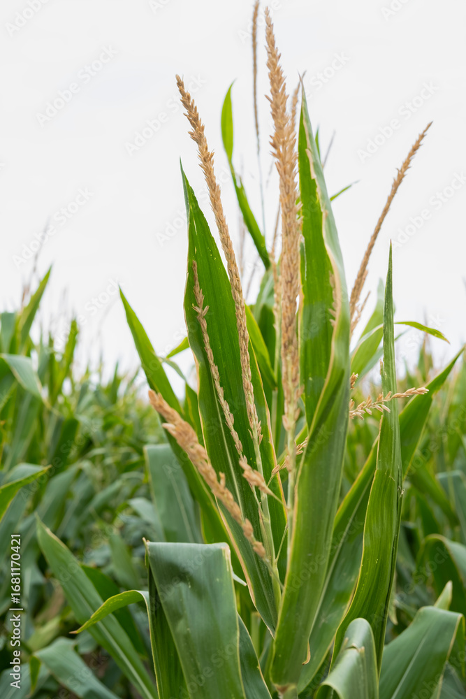 Fototapeta premium corn fields strewn with corn