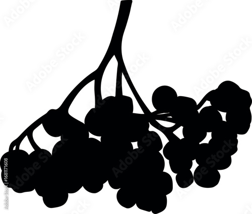 Black silhouette of bunch of rowan berries isolated on white background