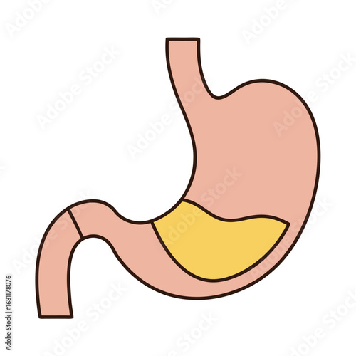 Simple illustration of a human stomach with internal contents organ anatomy