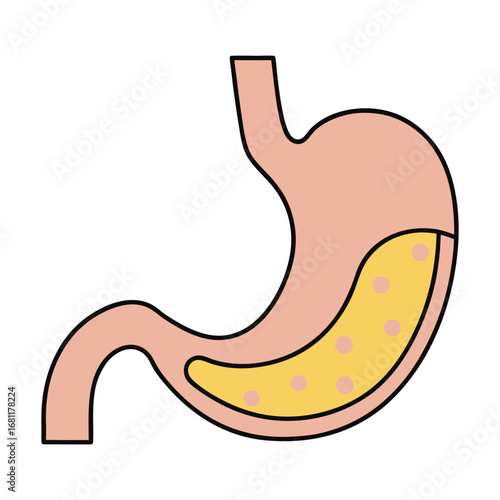 Simple illustration of a human stomach with food particles inside organ anatomy
