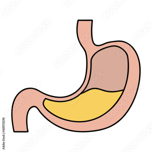Simple illustration of a human stomach with yellow fluid inside anatomy organ