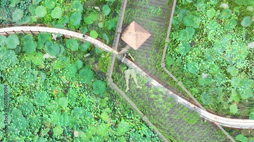 The lotus pond scenery seen during the journey