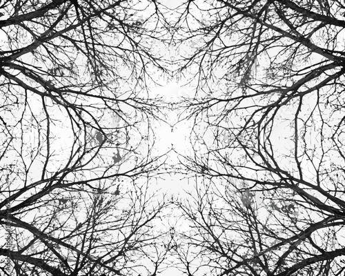 Symmetrical black tree branches against white sky